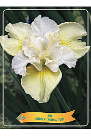 Iris sibirica Yellow Tail Ø11