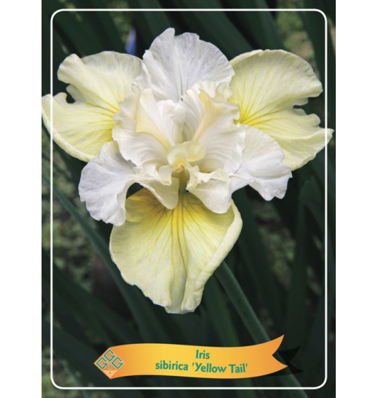 Iris sibirica Yellow Tail Ø11