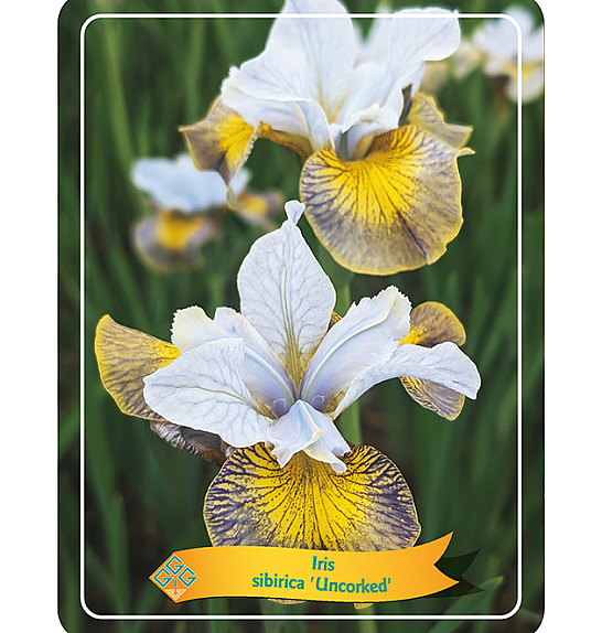 Iris sibirica Uncorked Ø11
