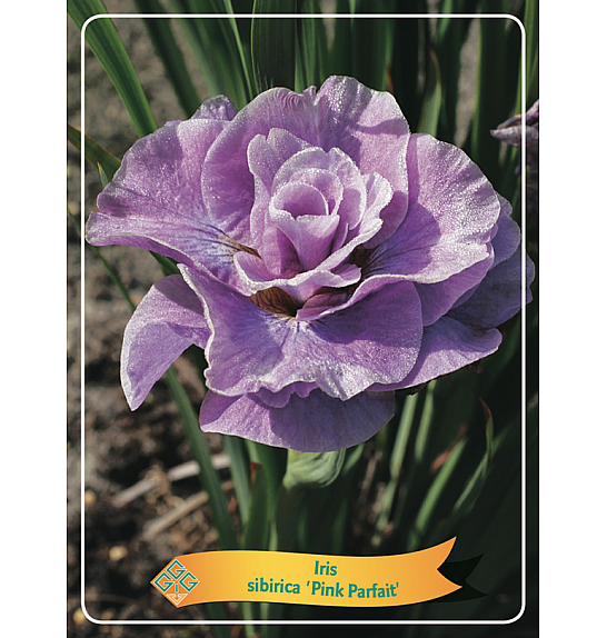 Iris sibirica Pink Parfait Ø11
