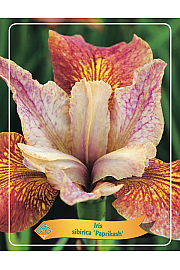 Iris sibirica Paprikash Ø11