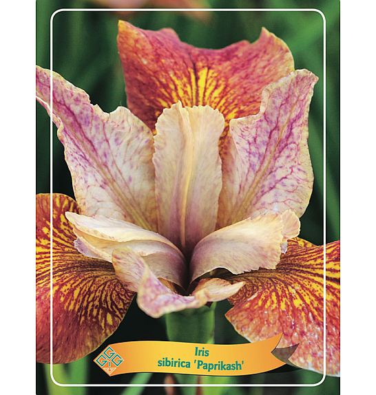 Iris sibirica Paprikash Ø11