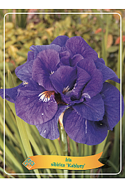Iris sibirica Kabluey Ø11