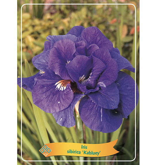 Iris sibirica Kabluey Ø11