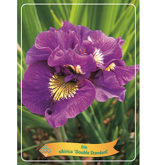 Iris sibirica Double Standard Ø11