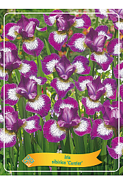 Iris sibirica Currier Ø11