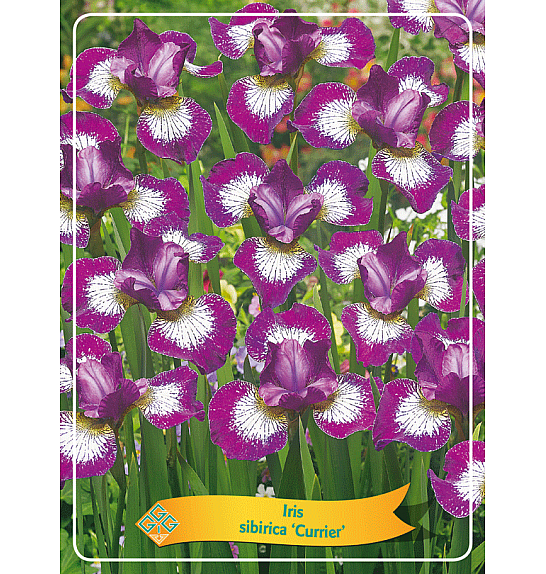 Iris sibirica Currier Ø11