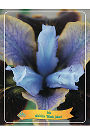 Iris sibirica Black Joker Ø11