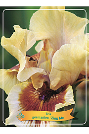 Iris germanica Zing Me Ø11