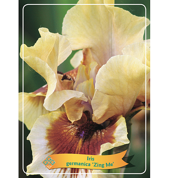 Iris germanica Zing Me Ø11