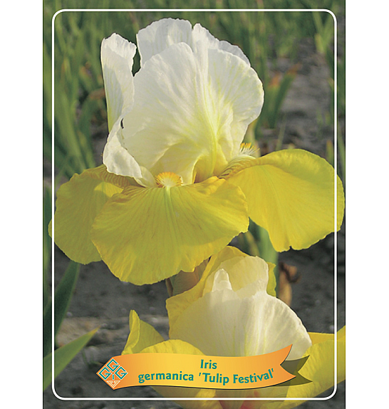 Iris germanica Tulip Festival Ø11