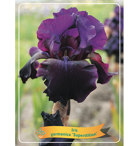Iris germanica Superstition Ø11
