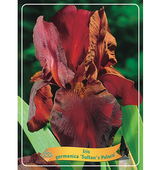 Iris germanica Sultans Palace Ø11