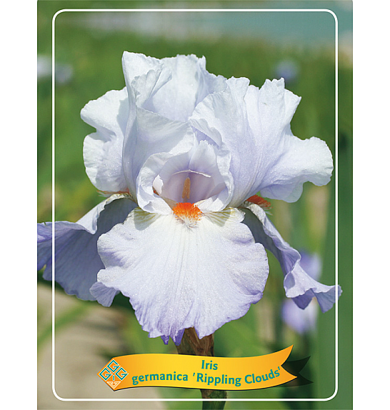Iris germanica Rippling Clouds Ø11