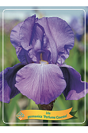 Iris germanica Perfume Counter Ø11