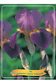 Iris germanica Lent A. Williamson Ø11