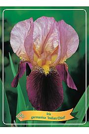 Iris germanica Indian Chief Ø11