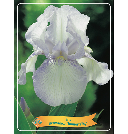 Iris germanica Immortality Ø11