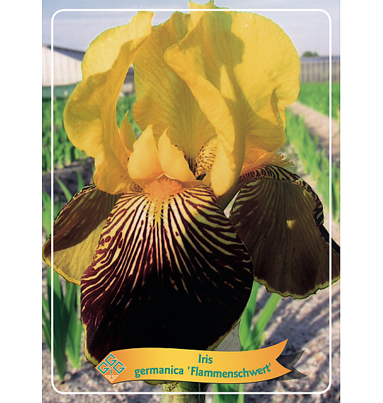 Iris germanica Flammenschwert Ø11