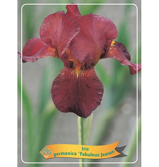 Iris germanica Fabulous Jeanet Ø11