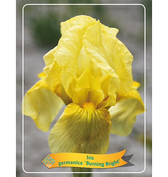 Iris germanica Burning Bright Ø11