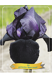 Iris germanica Black Watch Ø11