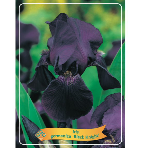 Iris germanica Black Knight Ø11