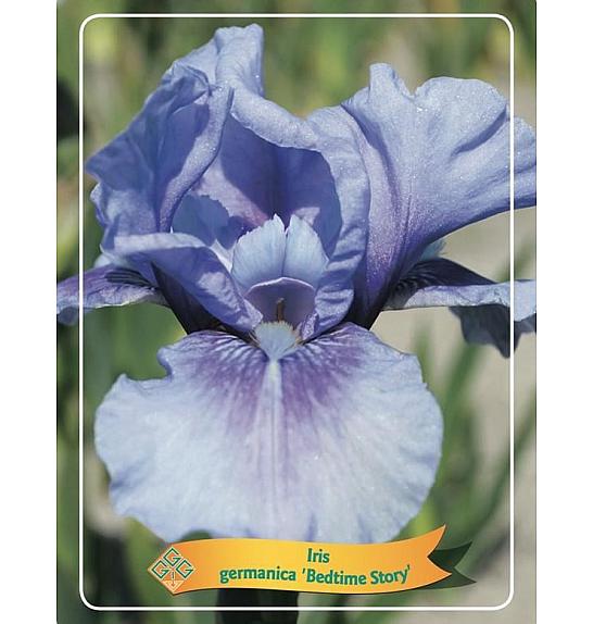 Iris germanica Bedtime Story Ø11