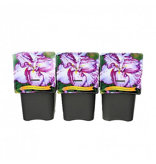 Iris ensata Harlequinsque® C5 Lit.