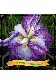 Iris ensata Harlequinsque® C5 Lit.