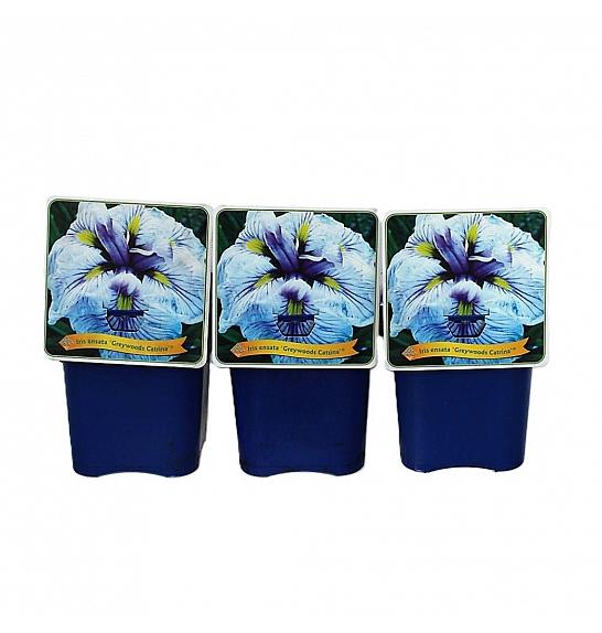 Iris ensata Greywoods Catrina® C5 Lit.