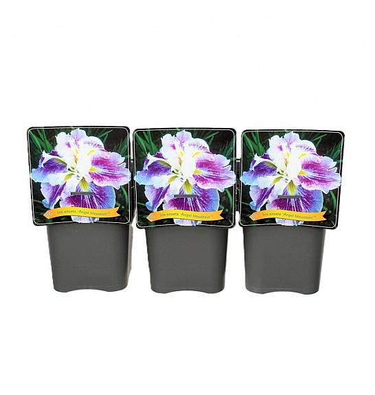 Iris ensata Angel Mountain ® C5 Lit.