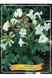 Incarvillea delavayi Snowtop Ø11