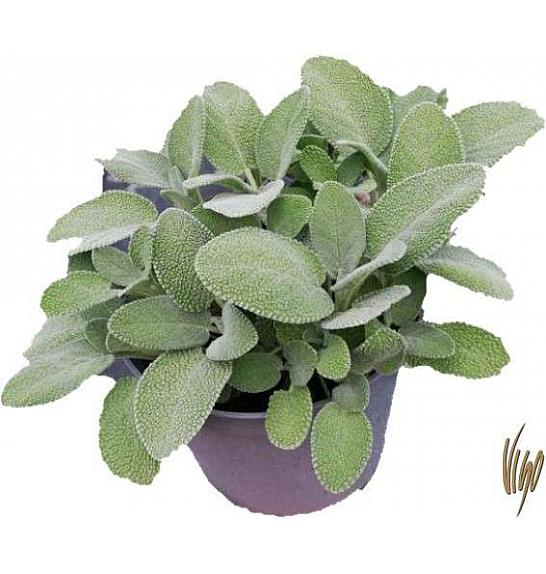 AROMA ALBENGA DIŠAVNICE ŽAJBELJ; o14  MAXIMA