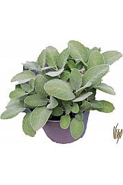 Salvia maxima Ø14