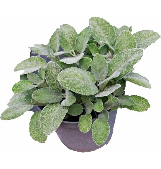Salvia maxima Ø14