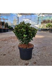 Ilex meserveae Little rascal C3 Lit. 20-25 cm