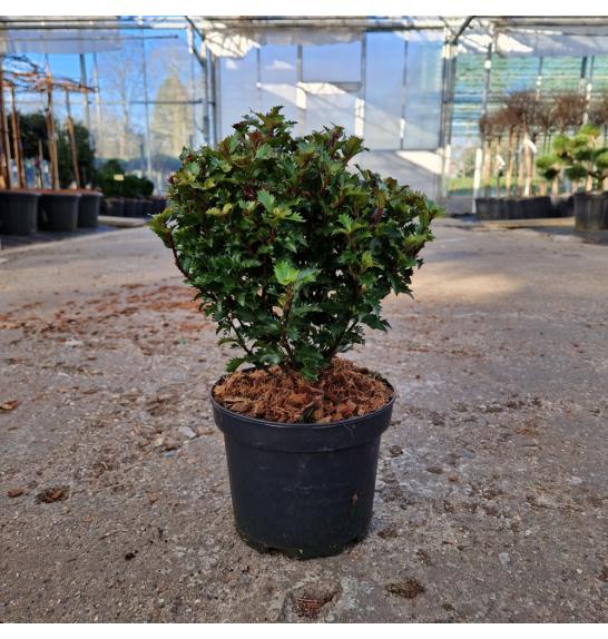 Ilex meserveae Little rascal C3 Lit. 20-25 cm
