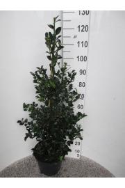 Ilex meserveae Heckenfee C10 Lit. Piramida 80-100 cm