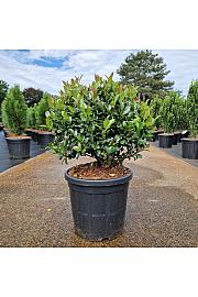 Ilex meserveae Blue Maid C18 Lit. 40-45 cm Krogla