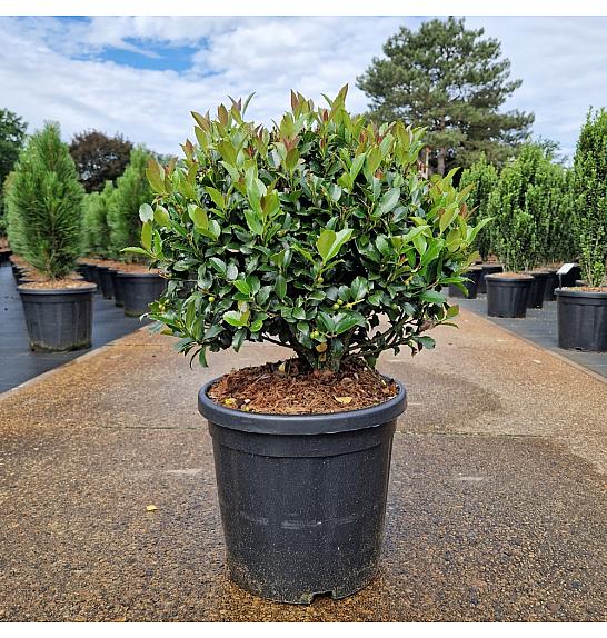 Ilex meserveae Blue Maid C18 Lit. 40-45 cm Krogla