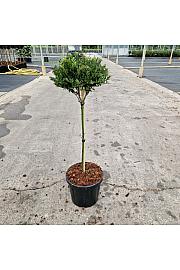 Ilex crenata Twiggy C8 Lit. Na steblu 40 cm Krogla
