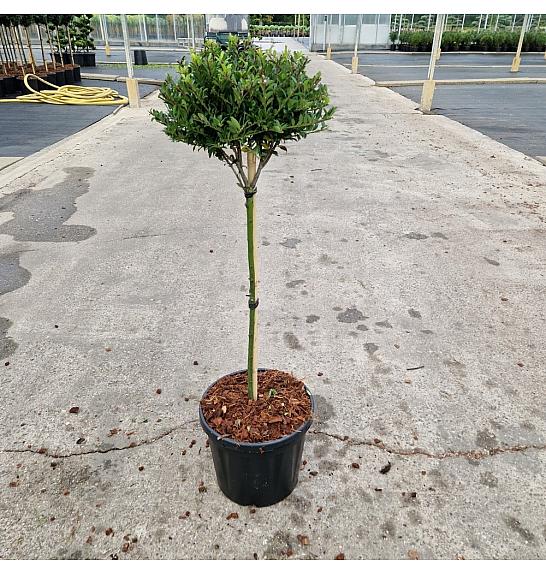 Ilex crenata Twiggy C8 Lit. Na steblu 40 cm Krogla