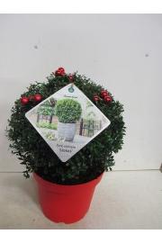 Ilex crenata Stokes C7,5 Lit. Krogla 30-35 cm