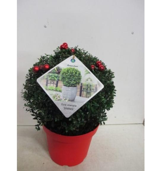 Ilex crenata Stokes C7,5 Lit. Krogla 30-35 cm