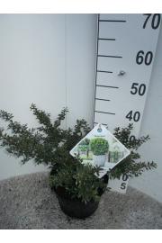 Ilex crenata Stokes C5 Lit. 40-50 cm