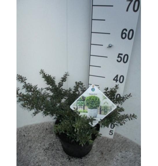 Ilex crenata Stokes C5 Lit. 40-50 cm