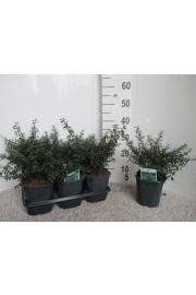 Ilex crenata Stokes C2 Lit. 20-30 cm
