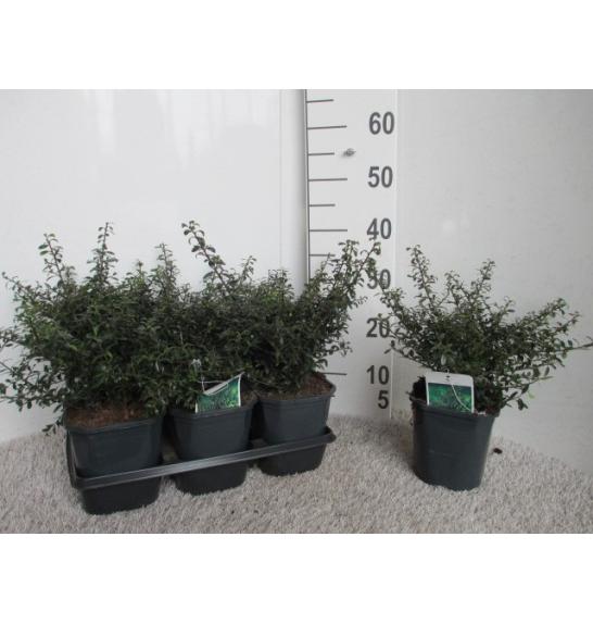 Ilex crenata Stokes C2 Lit. 20-30 cm