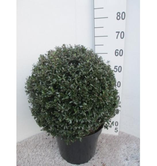 Ilex crenata Stokes C15 Lit. Krogla 40 cm